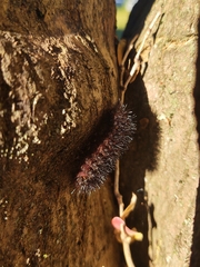 Hypercompe scribonia