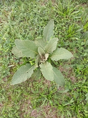 Verbascum phlomoides