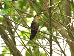 Coeligena helianthea