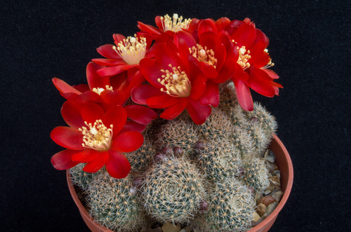 Aylostera deminuta (F.A.C.Weber) Backeb.