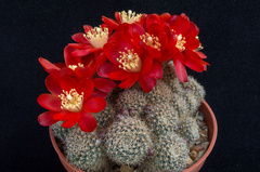 Aylostera deminuta