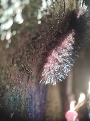 Hypercompe scribonia