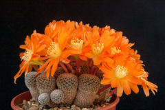Aylostera heliosa