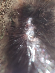 Hypercompe scribonia