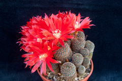 Aylostera heliosa