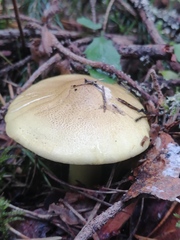 Tricholoma equestre