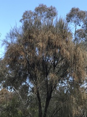 Allocasuarina verticillata
