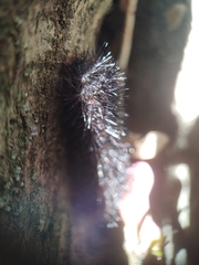 Hypercompe scribonia