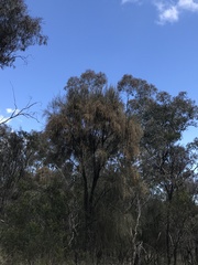 Allocasuarina verticillata