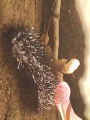 Hypercompe scribonia