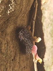 Hypercompe scribonia