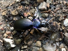 Carabus violaceus