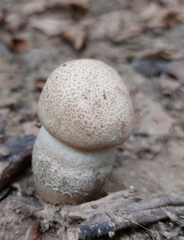 Leccinum duriusculum