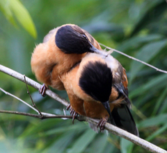 Heterophasia capistrata