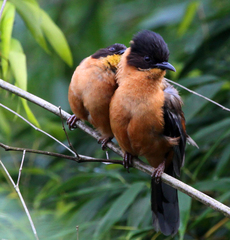 Heterophasia capistrata