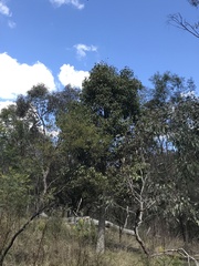 Brachychiton populneus populneus