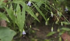 Campanula divaricata