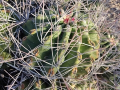 Hamatocactus hamatacanthus hamatacanthus