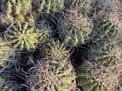 Hamatocactus hamatacanthus hamatacanthus