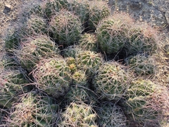 Hamatocactus hamatacanthus hamatacanthus