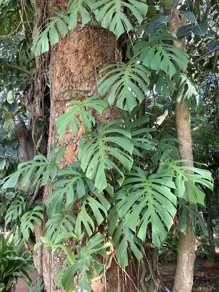 Rhaphidophora tetrasperma