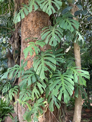 Rhaphidophora tetrasperma Hook.f.