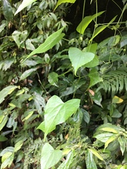 Zehneria