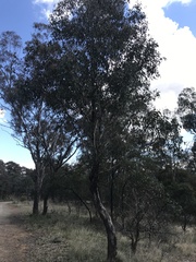 Eucalyptus polyanthemos
