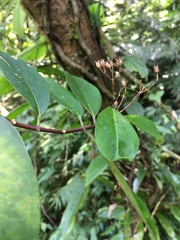 Hydrangea chinensis