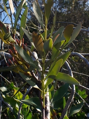 Muellerina celastroides