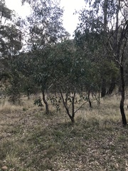 Eucalyptus polyanthemos