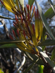Muellerina celastroides