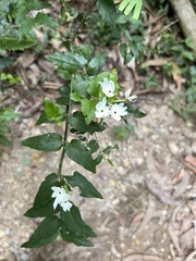 Jasminum