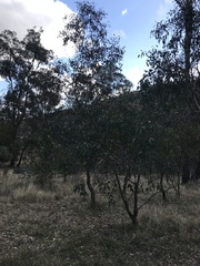 Eucalyptus polyanthemos