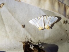 Phrygionis platinata