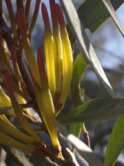 Muellerina celastroides