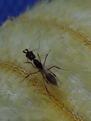 Odontomachus