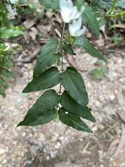 Jasminum