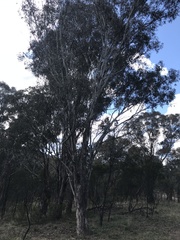 Eucalyptus melliodora