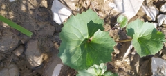 Petasites radiatus
