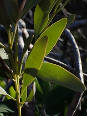 Muellerina celastroides