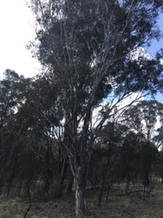 Eucalyptus melliodora
