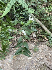 Jasminum
