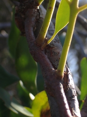 Muellerina celastroides