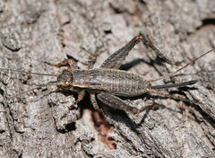 Eurepa marginipennis