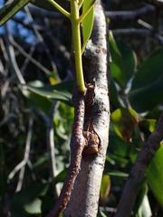Muellerina celastroides