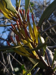 Muellerina celastroides