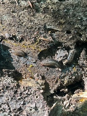 Philomycus carolinianus