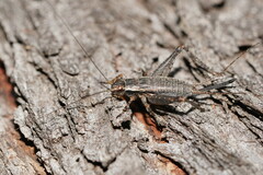 Eurepa marginipennis