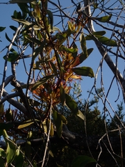 Muellerina celastroides